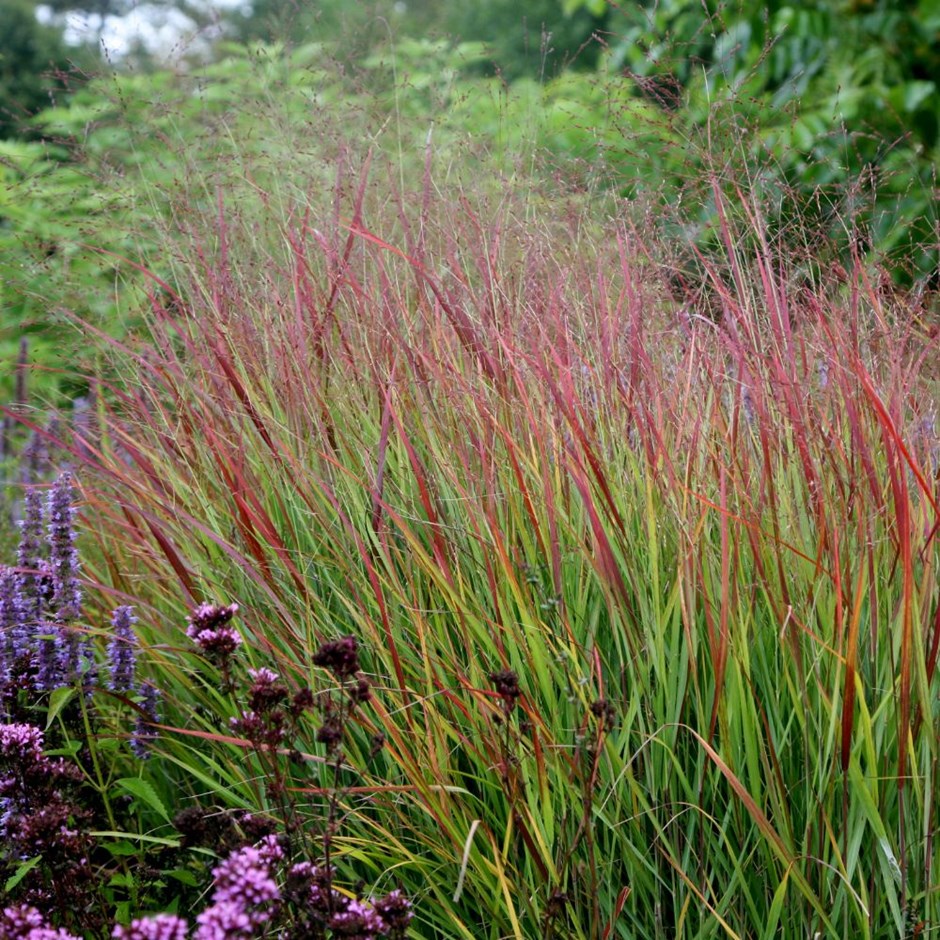 Panicum virgatum 'Rehbraun'